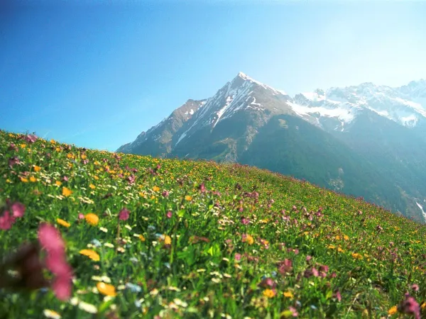 Colorful surroundings near Roan camping Bella Austria.