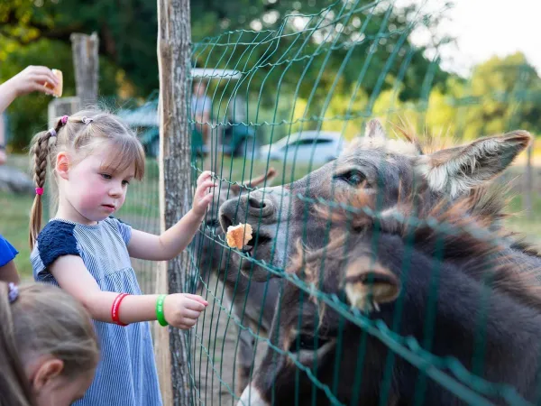 Feeding donkeys at Roan camping de Bonnal.