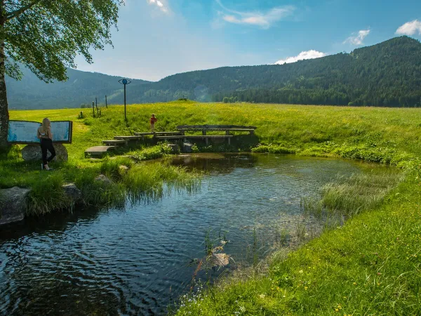 Green surroundings around Roan camping Bella Austria.