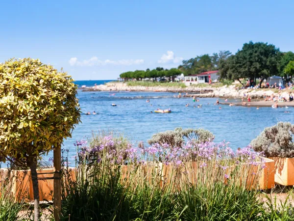 Pebble beach at Roan camping Park Umag.