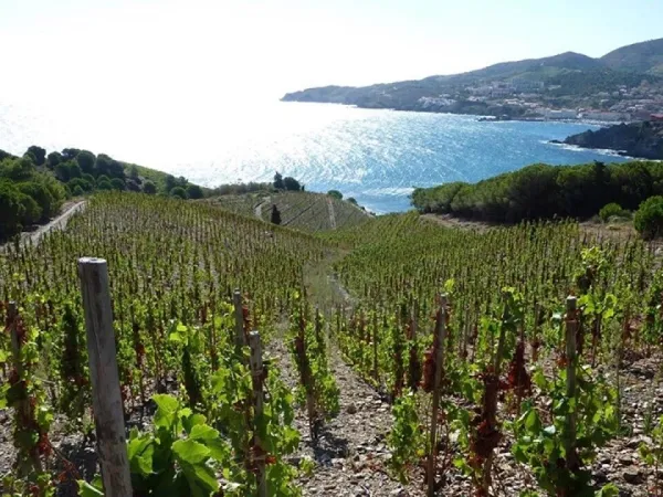 Vineyards near Roan camping La Sardane.