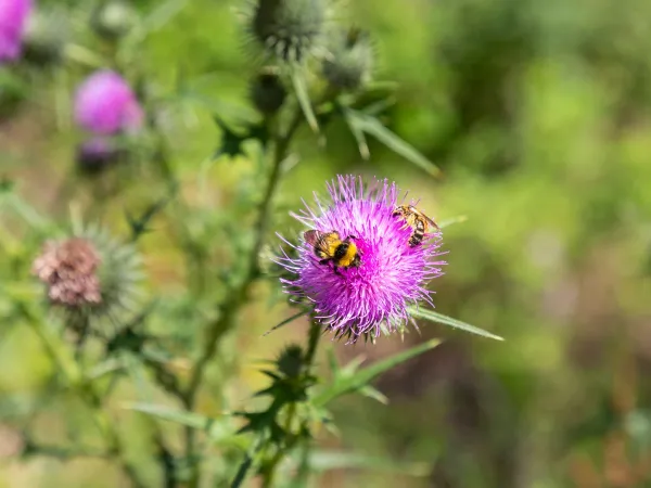 Biodiversity in the surroundings of Roan camping Birkelt.