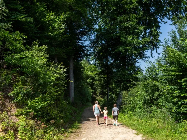 Hiking trail near Roan camping Birkelt.