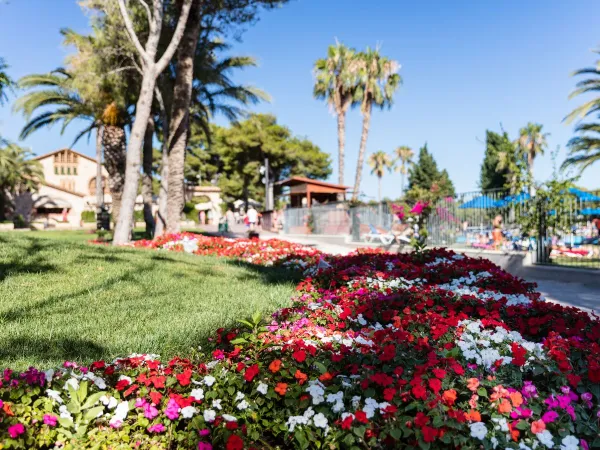 Colorful flowers at Roan camping Vilanova Park.