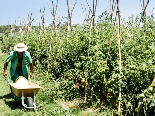 Working man in orange orchard near Roan Camping El Pinar.