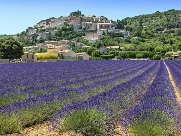 Fields of lavender near Roan camping de Galaure.