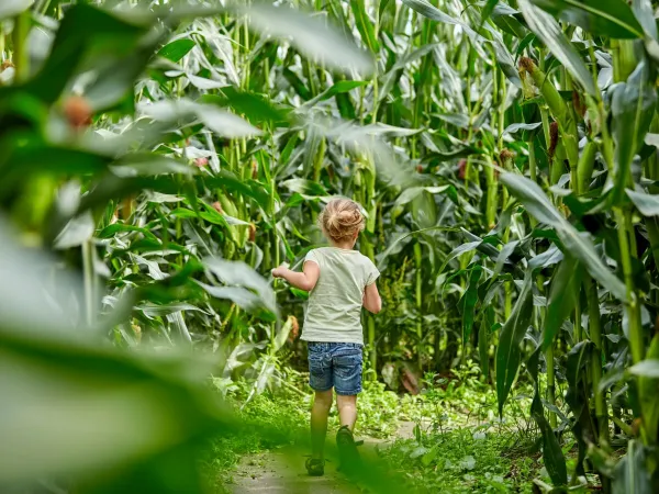 Corn maze at Roan camping Terspegelt.