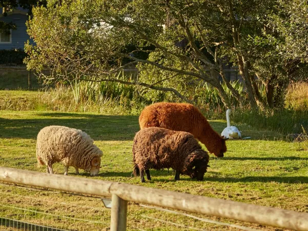 Petting zoo at Roan camping Grande Métairie.