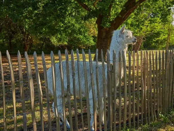 An alpaca at the mini petting zoo at Roan camping La Pinède.