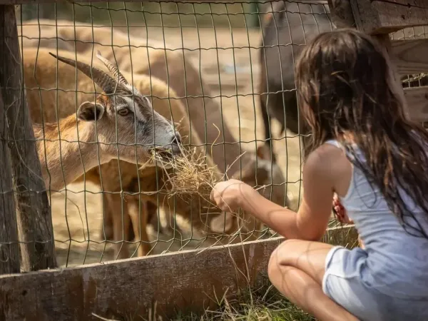 Petting zoo at Roan camping Méditerranée Plage.