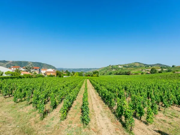 Field with grapevines near Roan camping La Grand'Terre.