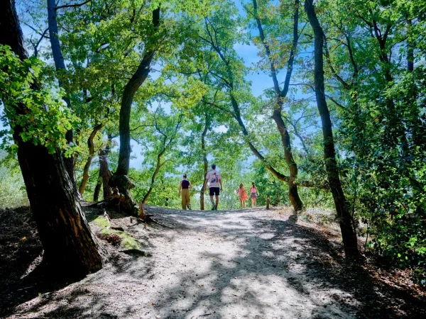 Walk through the woods at Roan campsite Marvilla Parks Kaatsheuvel.