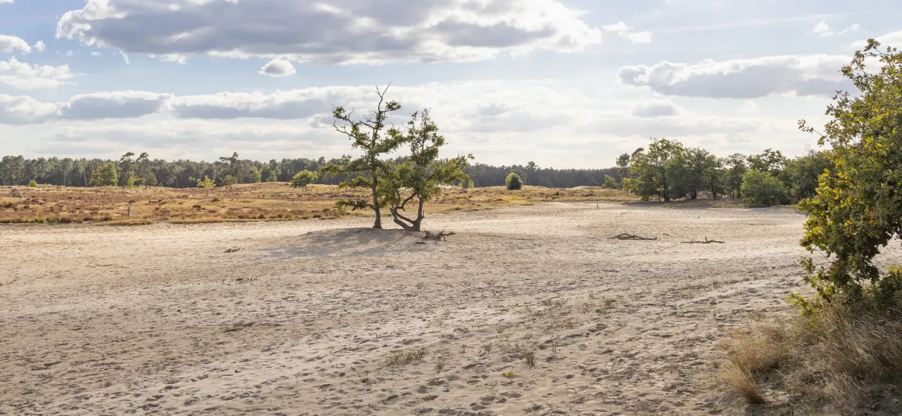 Book a campsite at Loonse en Drunense Duinen