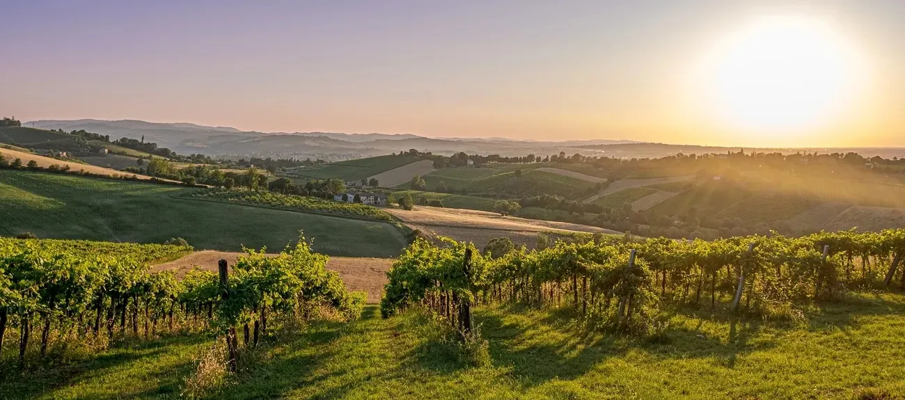 The setting sun over a vineyard near Roan campsites in Emilia-Romagna.