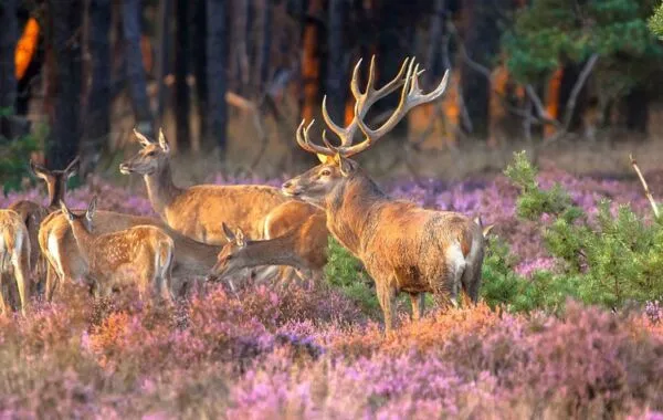 Netherlands